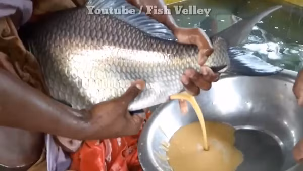 Hóa ra hai người đàn ông này đang lấy trứng cá chép Nam Á (Tên khoa học: Catla catla). (Nguồn: Youtube Fish Velley)