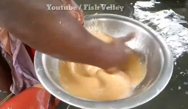 Sau đó họ dùng tay khuấy nhẹ cho trứng và tinh trùng hòa với nhau. (Nguồn: Youtube Fish Velley)