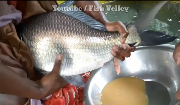 Cá chép Nam Á là một loài cá có nguồn gốc từ các sông và hồ ở miền bắc Ấn Độ, Bangladesh, Myanmar, Nepal và Pakistan. (Nguồn: Youtube Fish Velley)