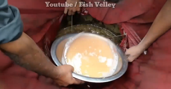 Cuối cùng đổ hết hỗn hợp này vào một cái bể lớn có nước chảy liên tục. Chỉ vài ngày sau, trứng kết hợp với tinh trùng đã nở ra những con cá con. (Nguồn: Youtube Fish Velley)