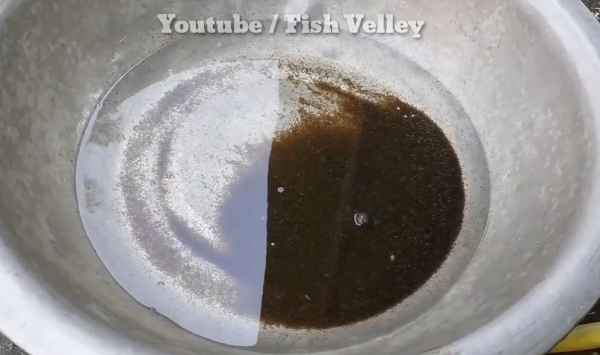 Lứa cá con sẽ được đưa đến một bể nước riêng để nuôi dưỡng cho đến khi trưởng thành. (Nguồn: Youtube Fish Velley)