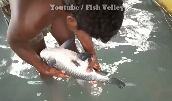 Sau khi kiểm tra bằng cách vuốt vào bụng con cá, người đàn ông lật úp nó xuống và chuẩn bị hành động. (Nguồn: Youtube Fish Velley)