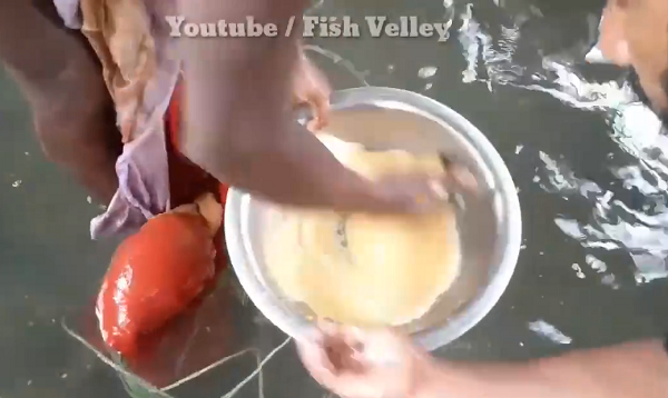 Người còn lại sẽ cầm thau chứa trứng của cá cái lúc trước rồi trộn đều cả trứng và tinh trùng cùng với nước. (Nguồn: Youtube Fish Velley)