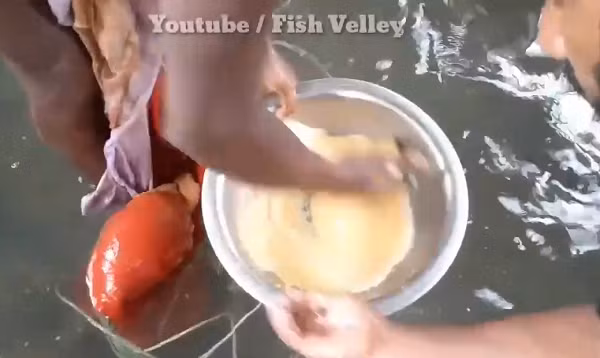 Người còn lại sẽ cầm thau chứa trứng của cá cái lúc trước rồi trộn đều cả trứng và tinh trùng cùng với nước. (Nguồn: Youtube Fish Velley)