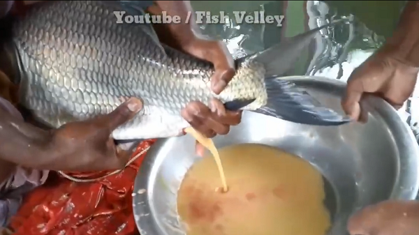 Sau khi lấy trứng cá chép cái, họ đến hồ chứa cá đực để thụ tinh. (Nguồn: Youtube Fish Velley)