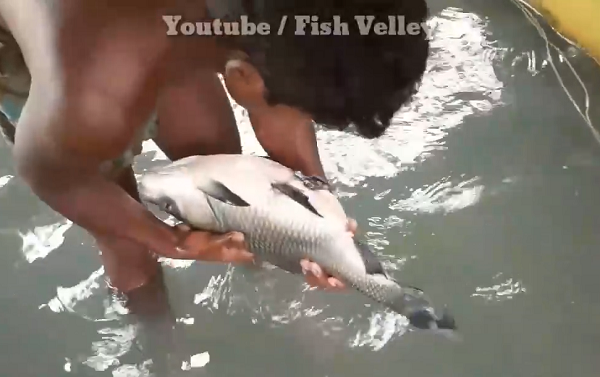 Mở đầu video, một người đàn ông đã lội xuống bể cá và dùng tay vớt lên 1 con cá có cái bụng to lớn. (Nguồn: Youtube Fish Velley)