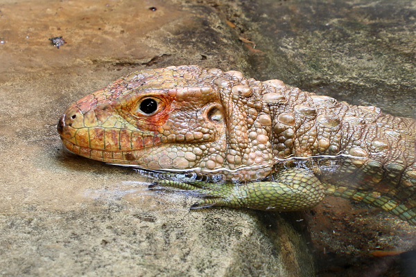 Hàm của nó có rất nhiều cơ bắp hỗ trợ để có thể phá vỡ vỏ của ốc sên, con tôm và trai nước ngọt. Đây cũng là các loại thức ăn ưa thích của thằn lằn caiman.