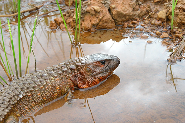 Thằn lằn caiman là một loài bán thủy sinh, tên của chúng xuất phát từ đặc điểm thân hình to nặng nề giống như cá sấu Caiman.