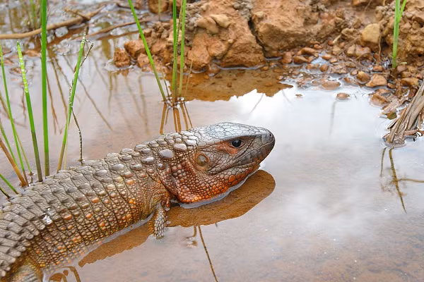 Thằn lằn caiman là một loài bán thủy sinh, tên của chúng xuất phát từ đặc điểm thân hình to nặng nề giống như cá sấu Caiman.