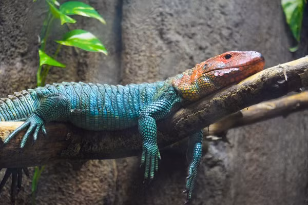 Chúng thậm chí còn có thể ăn trái cây như kiwi, chuối, xoài, đu đủ và chuối đỏ... bên cạnh việc ăn thịt các sinh vật nhỏ như giun, ốc, dế...