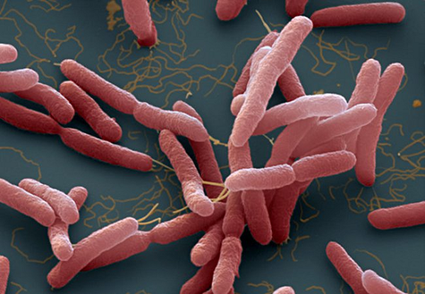 Vì vậy, các nhà khoa học cho rằng, các vi sinh vật có thể tồn tại ở những môi trường mà con người không thể sống được. Hoặc cũng có thể, những vi sinh vật được tìm thấy trên là những sinh vật ngoài hành tinh đã sinh sống ở Trái Đất hàng triệu năm trước