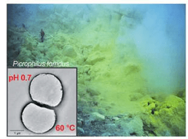 Bên cạnh đó, còn một loài sinh vật được gọi là giun Pompeii, sống bằng cách bám bên ngoài những cột khói bốc lên từ miệng phun thủy nhiệt dưới đáy biển.