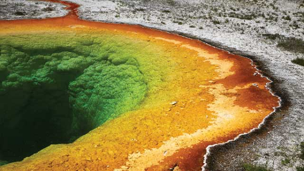 Bề ngang hơn 2cm một chút, cơ thể của ốc sên chân vảy được bọc bằng các chi tiết kim loại lấy từ môi trường xung quanh dưới đáy đại dương.