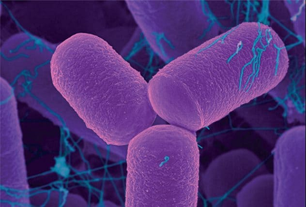 Bọ gấu nước tardigrade sống trong những nơi "tử địa" của Trái Đất, thậm chí cho dù bị đem đến hành tinh khác bọ gấu nước vẫn vui vẻ sống khỏe mà không hề hấn gi.