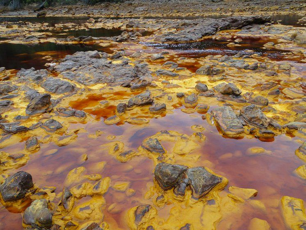 Sinh vật này dài 12cm, khoác trên mình một lớp vi khuẩn giúp bảo vệ khỏi sức nóng khủng khiếp của môi trường, khiến nó có thể chịu được nhiệt độ lên đến 80 độ C (gần 180 độ F).