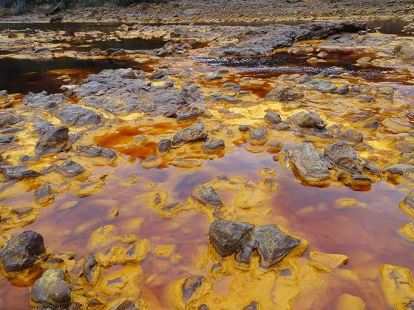 Sinh vật này dài 12cm, khoác trên mình một lớp vi khuẩn giúp bảo vệ khỏi sức nóng khủng khiếp của môi trường, khiến nó có thể chịu được nhiệt độ lên đến 80 độ C (gần 180 độ F).