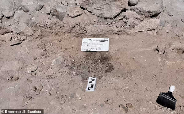 Vilca mọc ở vùng Ayacucho, thủ đô của Đế chế Wari và một số vùng như Cusco cách Quilcapampa 400 km.