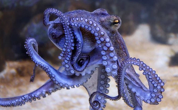 "Công trình này rất hữu ích, thu hút sự chú ý và đáng để suy ngẫm, nhưng không thể coi kết luận chính về virus, vi khuẩn và thậm chí động vật đến từ vũ trụ là phát hiện nghiêm túc", Moelling cho biết.