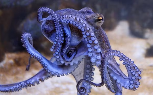 "Công trình này rất hữu ích, thu hút sự chú ý và đáng để suy ngẫm, nhưng không thể coi kết luận chính về virus, vi khuẩn và thậm chí động vật đến từ vũ trụ là phát hiện nghiêm túc", Moelling cho biết.