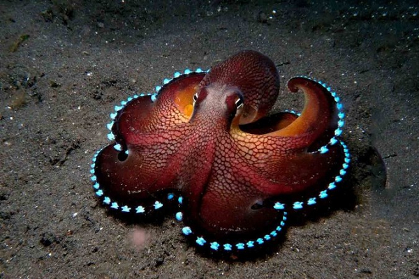 Tuy nhiên, các nhà khoa học cũng khẳng định đây là giả thuyết và việc chứng minh bạch tuộc là sinh vật đến từ ngoài hành tinh vẫn cần thêm nhiều bằng chứng xác thực khác.