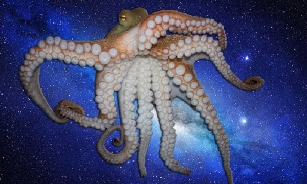 Bên cạnh đó, bạch tuộc cũng sở hữu bộ não lớn, hệ thần kinh cực kỳ phức tạp và có một cơ thể kỳ lạ có khả năng thay đổi màu sắc tới mức chóng mặt để ngụy trang vào môi trường xung quanh.