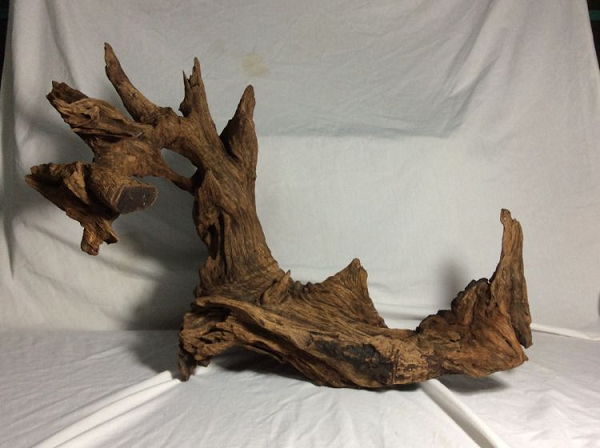 Trầm hương có tên tiếng Anh là Agarwood, đây là tên gọi chung cho một chi thực vật họ Dó có tên Aquilaria bao gồm 17 loài khác nhau. Trầm hương là loại cây thân gỗ lớn, vỏ nhẵn màu xám, có vết nhăn dọc theo cây.