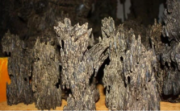 Sau khi xem xét, chuyên gia đã xác nhận khối gỗ này đích thực là gỗ lũa trầm hương. Hơn nữa nó còn là lũa trầm hương nằm sâu trong lòng đất. Những loại lũa này vẫn giữ nguyên được màu sắc tự nhiên của gỗ trầm hương nên chúng mang vẻ đẹp sang trọng và tinh tế.