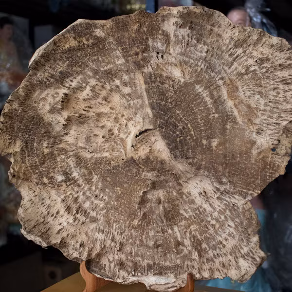 Trầm hương là phần gỗ chứa nhiều nhựa thơm sinh ra từ thân cây Dó. Khi cây Dó bị tổn thương, cây sẽ tiết ra một loại dầu thơm để chữa lành vết thương và bảo vệ cây khỏi các vi khuẩn, côn trùng từ bên ngoài.