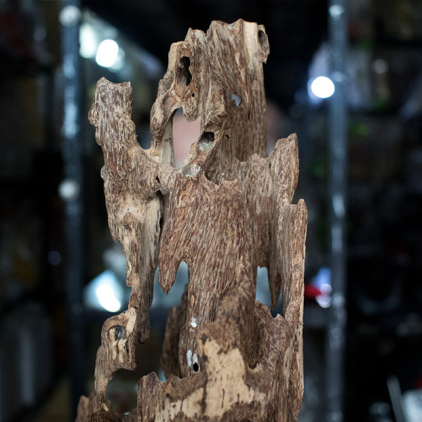 Màu sắc trầm hương khá đa dạng, phụ thuộc vào mức độ nhiễm dầu trong gỗ. Tùy theo mỗi loại trầm hương sẽ có màu sắc đặc trưng riêng. Bản thân cây lúc bình thường sẽ có màu trắng ngà, dầu càng nhiều sẽ càng sẫm màu từ vàng, nâu đến đen với nhiều kiểu vân khác nhau.