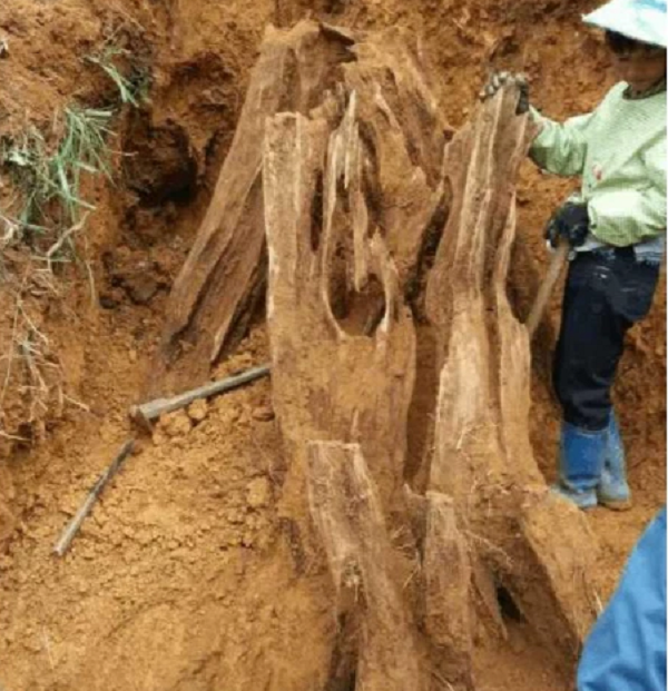 Tưởng là một gốc bình thường, ông lão định sẽ xẻ gốc cây này ra làm củi đốt. Tuy nhiên khi đến gần lại nhận thấy từ gốc cây tỏa ra một mùi thơm rất dễ chịu nên đã cất một góc trong nhà.