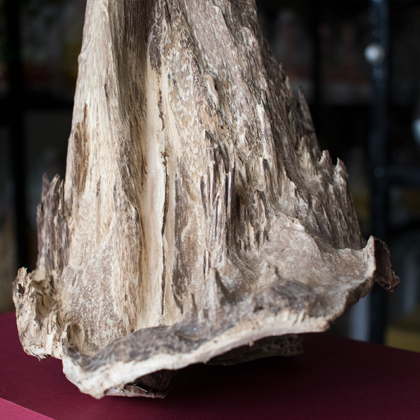 Loại gỗ này thường có hình thù độc đáo và khác lạ, chắc chắn sẽ không bao giờ có cái thứ hai như vậy. Chính vì thế, nó đã giúp cho giá trị của lũa trầm hương trở nên đắt giá trên thị trường hiện nay.