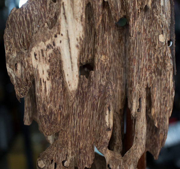 Vết thương rỉ nhựa kết hợp với các vi sinh vật và khoáng chất trong đất tạo thành trầm. Các cây Dó khác dù tuổi đời có trên 100 tuổi nhưng cơ thể cây hoàn toàn khỏe mạnh thì sẽ không có trầm. Và việc khai thác loại cây này là lãng phí vì gỗ dó rất mềm, chất lượng gỗ không tốt nên không có giá trị kinh tế.