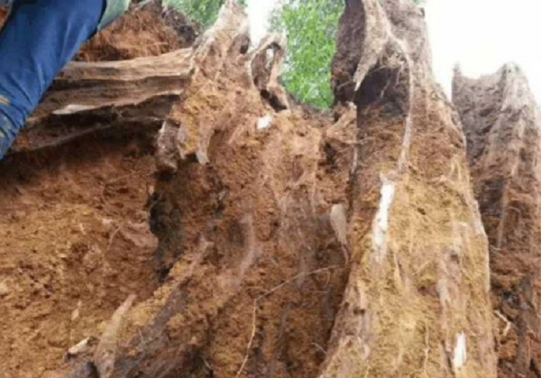 Nhiều người đã kéo tới xem khi nghe tin và cho rằng đây là gỗ trầm hương. Nếu quả thực là có trầm hương thì khúc gỗ lớn như vậy sẽ rất giá trị nên ông lão vô cùng vui vẻ và quyết định nhờ chuyên gia tới thẩm định.