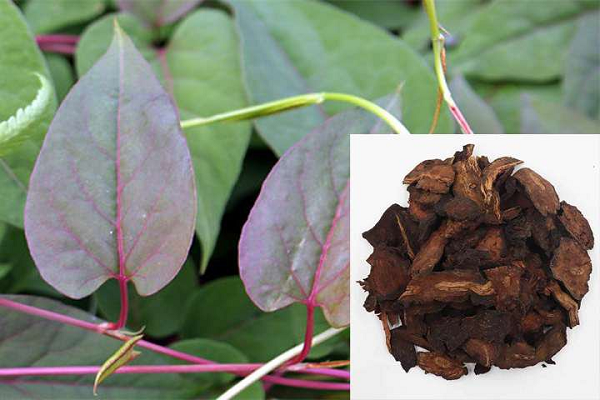 Rễ củ hay còn gọi hà thủ ô có vị đắng chát, tính hơi ôn, tác dụng giúp bổ can thận, dưỡng huyết bổ âm giải độc, nhuận tràng thông tiện..