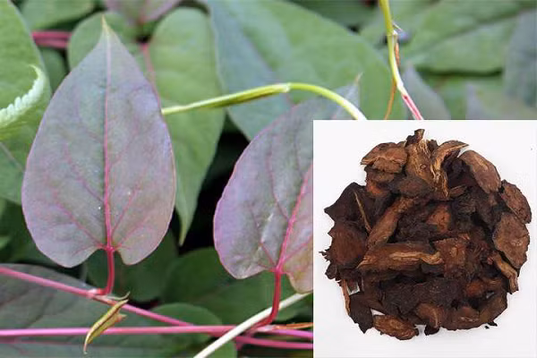 Rễ củ hay còn gọi hà thủ ô có vị đắng chát, tính hơi ôn, tác dụng giúp bổ can thận, dưỡng huyết bổ âm giải độc, nhuận tràng thông tiện..