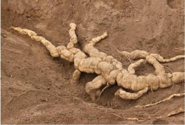 Đặc biệt, nó bám rễ rất phức tạp trong lòng đất nên không thể xác định nó dài bao nhiêu. Vì vậy lão Vương đã cùng những người thợ đã dọn sạch 1 khoảng đất rộng lớn, toàn bộ thân của loại củ này dần lộ ra. Chiều dài lên tới 4 mét.