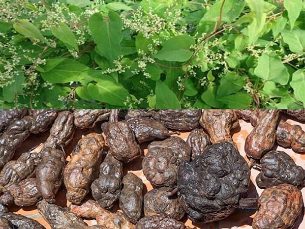 Phiến lá hình tim, dài 4 – 8cm, rộng 2,5 – 5cm, đầu nhọn, mép nguyên hoặc hơi lượn sóng, cả hạị mặt đều nhẵn. Bẹ chìa mỏng, màu nâu nhạt, ôm lấy thân. Hoa tự chùm nhiều nhánh.