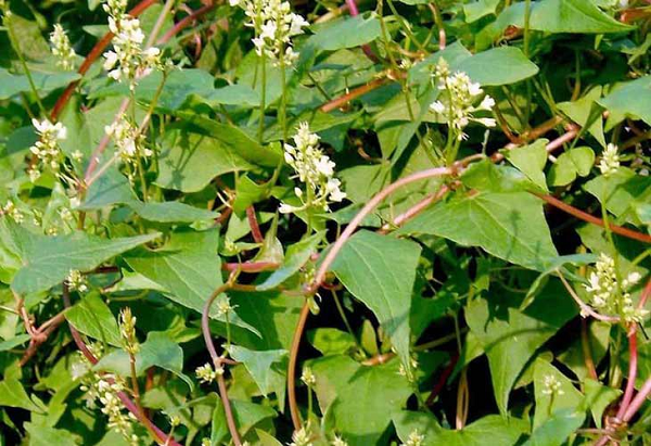 Thân và lá của hà thủ ô hay còn gọi giao đằng có vị ngọt, tính bình. Thân leo và lá được sử dụng để dưỡng tâm, an thần, dưỡng huyết, hoạt lạc. Hơn nữa, thân leo và lá còn được sử dụng để trị chứng thần kinh suy nhược, thiếu máu, đau mỏi toàn thân...