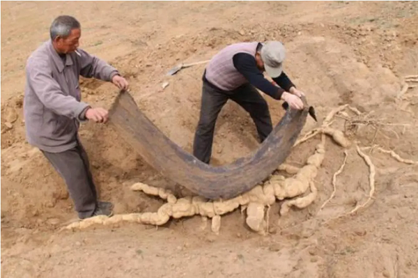 Nghe tin lão Vương tìm thấy vật thể kỳ lạ, nhiều người kéo tới xem và thậm chí đã mời cả chuyên gia tới. Vị này cho biết thứ báu vật mà lão Vương đào được chính là 1 củ hà thủ ô đỏ, dân gian từ thời xưa vẫn coi nó là vị thuốc bổ chữa được nhiều loại bệnh.