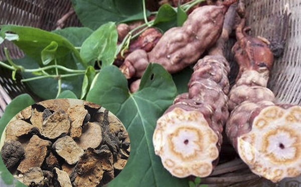 Cây hà thủ ô đỏ có tên khoa học là Polygonum multiflorum. Nó là 1 loại cây dây leo, thân nhẵn và không có lông. Hà thủ ô sống nhiều năm; thân quấn, mọc xoắn vào nhau, mặt ngoài thân có màu xanh tía, nhẵn, có vân. Lá mọc so le, có cuống dài.