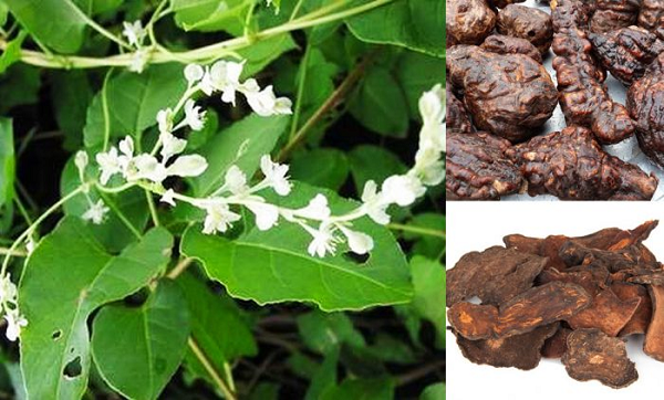 Ngoài ra, hà thủ ô còn giúp trị can thận âm hư, huyết hư, đau đầu, hoa mắt chóng mặt, đau lưng mỏi gối, ù tai điếc tai, râu tóc bạc sớm, di tinh, huyết trắng, tình trạng táo bón, hay các hội chứng lỵ mãn tính, trĩ xuất huyết, sốt rét, lao hạch, bệnh mạch vành, cao huyết áp, mỡ máu cao, xơ vữa động mạch...