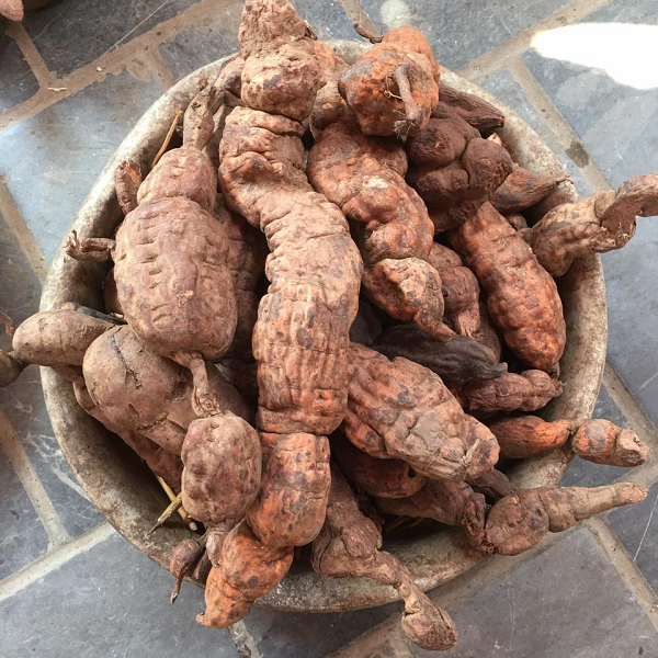 Hợp chất tanin trong hà thủ ô có tác dụng giúp săn se, cố sáp, cầm tiêu chảy, còn hợp chất antraglycosid có tác dụng nhuận tràng, thông tiện, thường được dùng với những trường hợp bệnh nhân bị táo bón kinh niên.