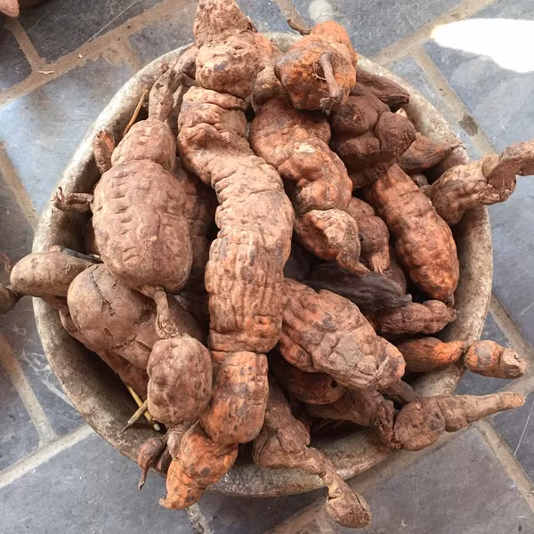 Hợp chất tanin trong hà thủ ô có tác dụng giúp săn se, cố sáp, cầm tiêu chảy, còn hợp chất antraglycosid có tác dụng nhuận tràng, thông tiện, thường được dùng với những trường hợp bệnh nhân bị táo bón kinh niên.