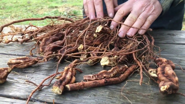 Ngoài ra, hà thủ ô đỏ còn có rất nhiều tác dụng bổ thần kinh với hợp chất lexitin làm cường tim ếch cô lập, giúp tạo hồng cầu tốt hơn, phụ nữ khí hư bạch đới, kinh nguyệt không đều hoặc các trường hợp da xanh, thiếu máu, gầy còm.
