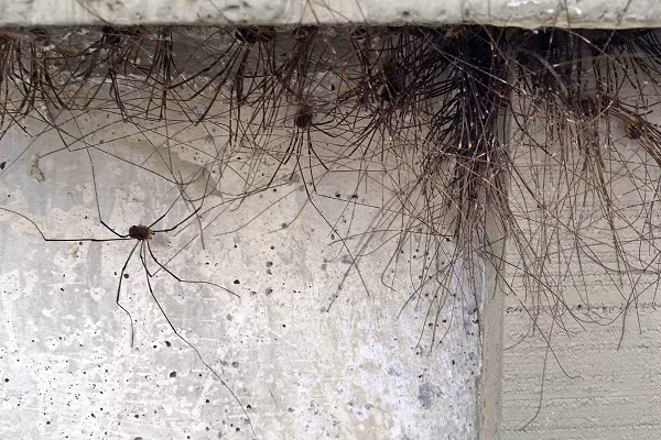 Trong tự nhiên người ta có thể dễ dàng bắt gặp nhện Daddy Longlegs tụ tập lại với nhau thành đàn mặc dù các nhà khoa học thực sự không biết tại sao. Họ cho rằng đây có thể là một kiểu phòng vệ chống lại kẻ thù hoặc để tất cả các thành viên có thể để duy trì độ ẩm trong khí hậu khô.