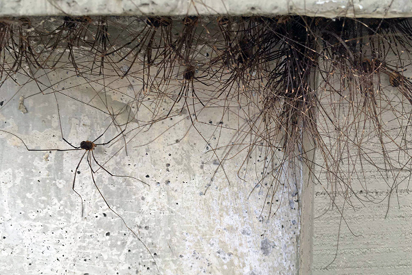 Trong tự nhiên người ta có thể dễ dàng bắt gặp nhện Daddy Longlegs tụ tập lại với nhau thành đàn mặc dù các nhà khoa học thực sự không biết tại sao. Họ cho rằng đây có thể là một kiểu phòng vệ chống lại kẻ thù hoặc để tất cả các thành viên có thể để duy trì độ ẩm trong khí hậu khô.