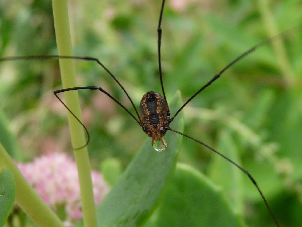 Nhện "Ông bố chân dài" do không có nọc độc nên chúng buộc phải tiến hóa hơn để sống sót trong môi trường tự nhiên.