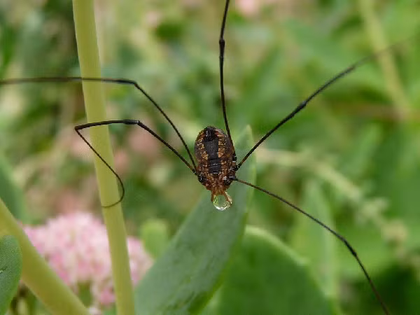 Nhện "Ông bố chân dài" do không có nọc độc nên chúng buộc phải tiến hóa hơn để sống sót trong môi trường tự nhiên.