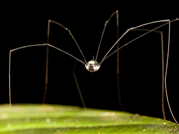 Nhiều người thường nhầm lẫn rằng loài nhện này là một loài nhện độc nhưng "ông bố chân dài" không làm hại tới con người, chúng hoàn toàn vô hại, không có răng nanh, không có nọc độc.