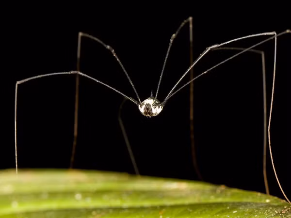 Nhiều người thường nhầm lẫn rằng loài nhện này là một loài nhện độc nhưng "ông bố chân dài" không làm hại tới con người, chúng hoàn toàn vô hại, không có răng nanh, không có nọc độc.